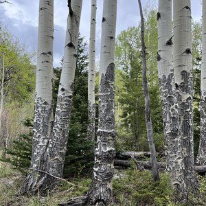 Aspens on canvas photo by Arkansas artist Leah Smith